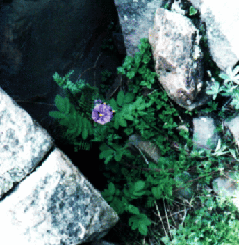 Qamaqi Ch'uqi(Patata  silvestre)